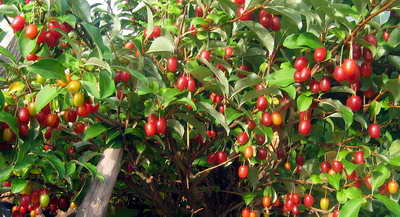 Гуми (гумм) или лох многоцветковый, Elaeagnus multiflora, плоды.