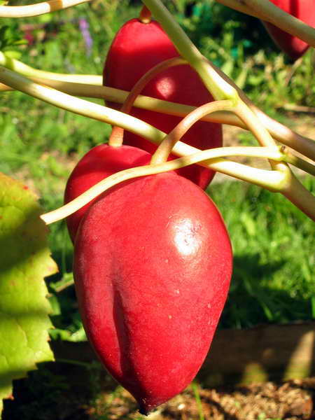 Подофиллум (подофил) Эмоди,  Podophyllum emodii, плоды