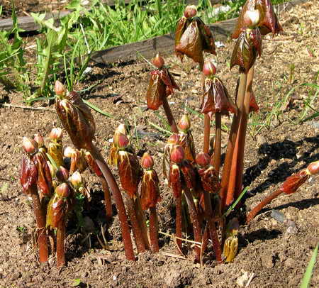 Подофиллум (подофил) Эмоди,  Podophyllum emodii, всходы