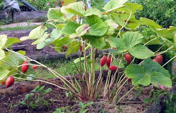 Подофиллум Эмоди, Podophyllum emodii  