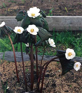 Подофиллум (подофил) Эмоди,  Podophyllum emodii, цветы