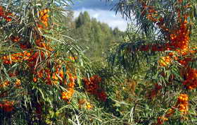 Облепиха,  Hippophae rhamnoides