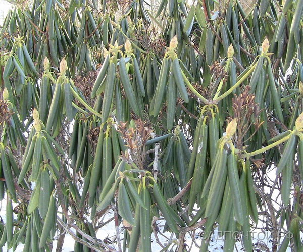 Рододендроны вечнозеленые зимой