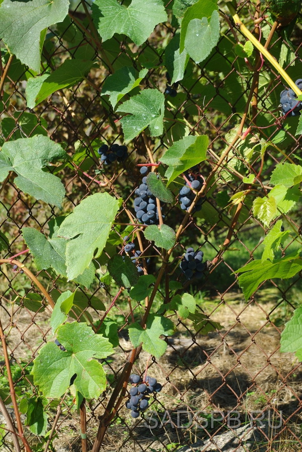 Виноград - Зилга, первый урожай