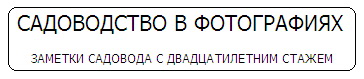 китайский лимонник как быстро растет