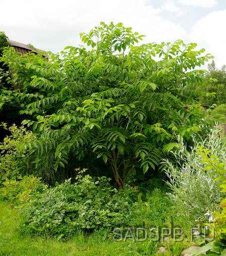 http://www.sadspb.ru/Photo/Nuts_450/Juglans%20_cinerea_07_09.jpg