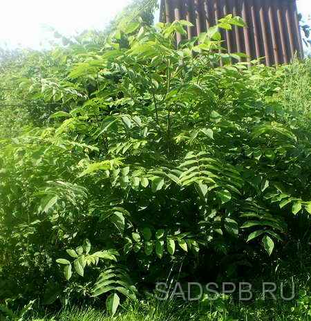 http://www.sadspb.ru/Photo/Nuts_450/Juglans%20_cinerea_10_06.jpg