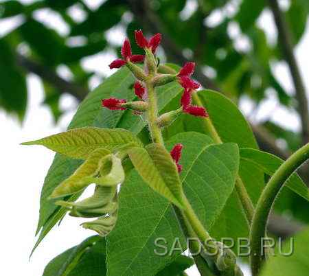 Женский цветок ореха Зибольда
