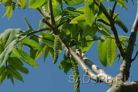 http://www.sadspb.ru/Photo/Nuts_450/Juglans_flower_male%20.jpg