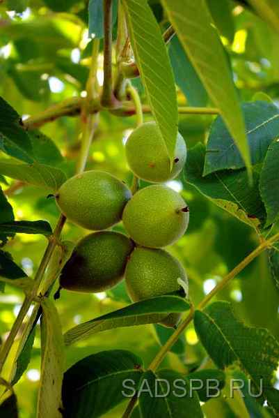 Плоды ореха Зибольда (айлантолистного)