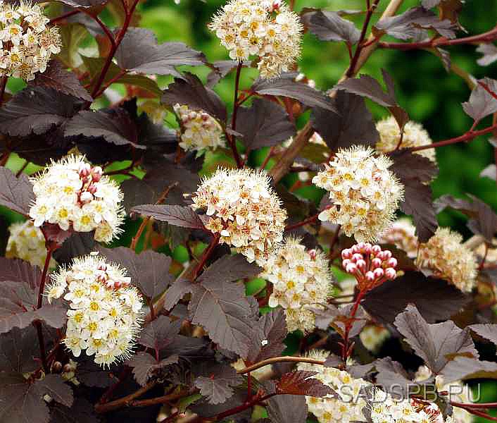 Пузыреплодник калинолистный, Physocarpus opulifolius &amp;quot;Diabolo&amp;quot;